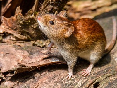 Hantavirus: encienden las alarmas por un caso sospechoso en la región patagónica