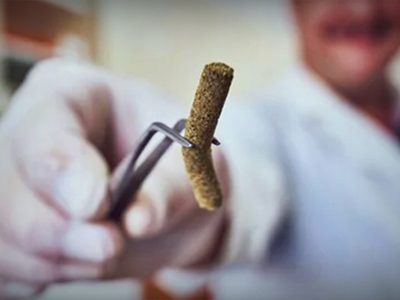 ¿Puede combatir al coronavirus? ¡Hallazgo revolucionario en Chubut!