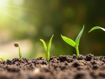El alimento que siempre tenés a mano y que hará que tus plantas crezcan en tiempo récord