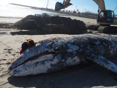 Lloran y manipulan a ballena gris que quedó varada y fue sepultada en playa de Ensenada (Videos)