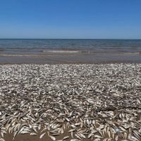 Esta es la razón por la cual aparecieron decenas de miles de peces muertos en playa de Texas