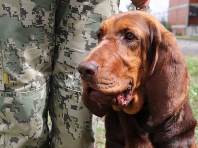 Max, el elemento canino de la Marina que encontró a Caro Quintero entre matorrales (Video)