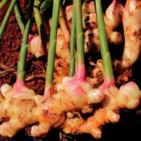 No lo compres más: la forma más fácil de cultivar Jengibre en maceta en solo dos semanas