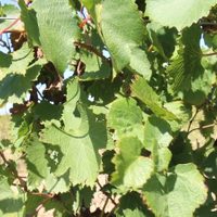 Nace el primer vino en el Norte de la provincia de La Pampa