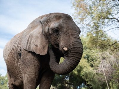 Murió Kenya, la última elefante del ex zoo de Mendoza