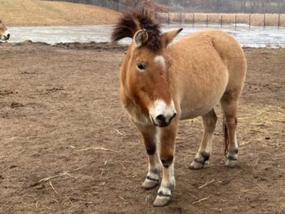 Científicos logran secuenciar el genoma de la última especie de caballo salvaje