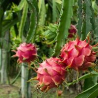 La planta que puede crecer en tu jardín y darte el fruto más codiciado