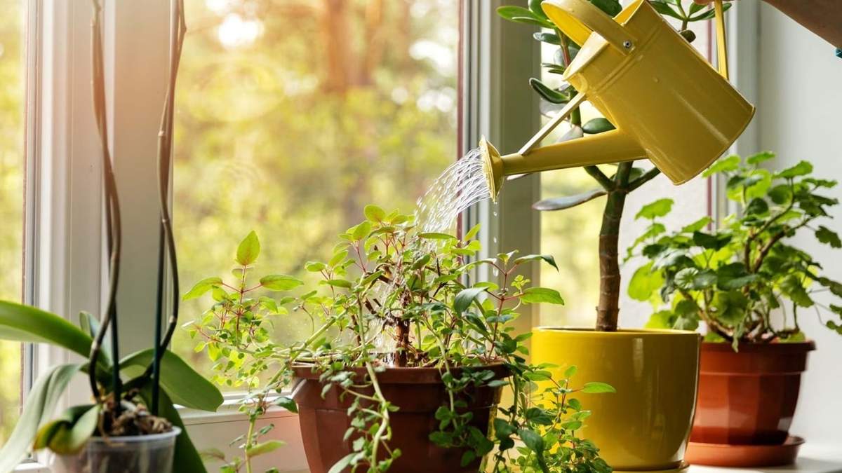 Plantas de interior