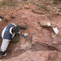 Asombroso hallazgo de restos óseos de un dinosaurio en el patio de una casa de Añelo