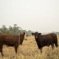 Del bosque al volante: cómo el cuero italiano de lujo proviene de tierras arrasadas en Paraguay