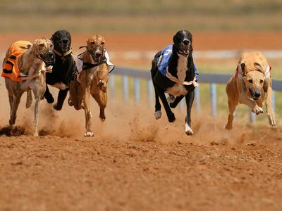 Maltrato animal en Cutral Co: imputan a tres hombres por una carrera de galgos