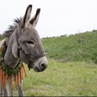 Eo: ¡Cómo eres burro!