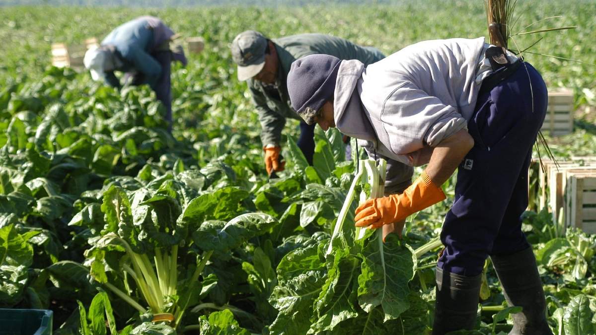 Trabajadores rurales. Fuente: (Twitter)