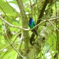 Redescubren un raro colibrí en Colombia que no se veía desde 2010: solo fue fotografiado tres veces