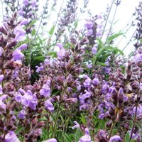 La hermosa planta que tiene un insólito parecido a la Lavanda y podés tener en otoño en tu jardín