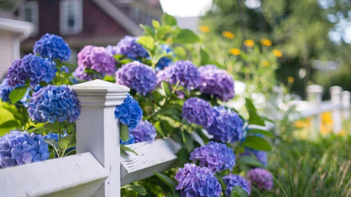 Hortensias creciendo en tierra fértil. Fuente: (X)