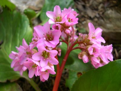 La planta perfecta para jardines difíciles: florece en sombra, suelos pobres y al final del invierno