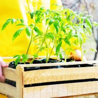 Guardá los cajones de verduras que encuentres en la calle: así podés crear los más fabulosos cartelitos para tu huerta