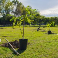 Agenda verde: Viedma lanzará un nuevo plan de forestación en los barrios