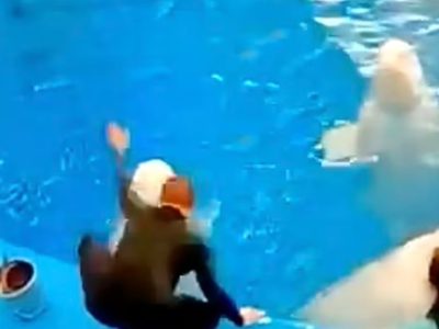 Indigna en redes entrenador que golpea a ballenas beluga por no besarlo para un truco