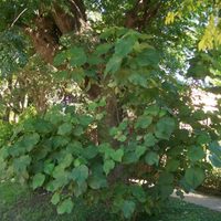 La planta elegante y de bajo mantenimiento que es perfecta para cubrir paredes o cercos en tu casa