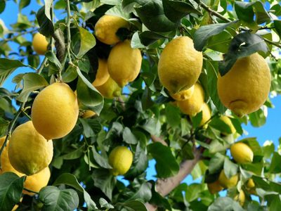 Aprendé a podar tu limonero de la forma correcta para que dé grandes frutos y esté siempre vigoroso
