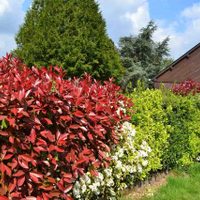 4 plantas que iluminan de noche tu jardín y que resisten a los más calurosos días de verano