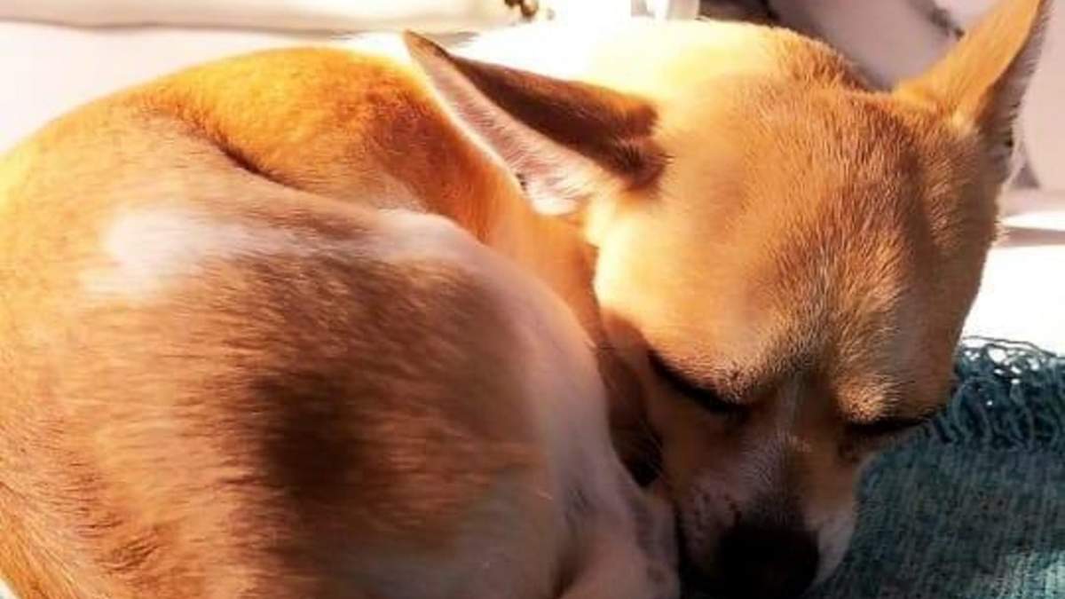 Thor, perrito chihuahua que es buscado en la zona de Cerro Bandera. Fuente: (Twitter)