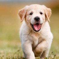 Curiosidades sobre los Golden Retriever, los perros más dóciles y cariñosos