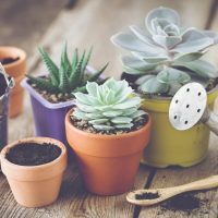 Suculentas: cuál es la mejor forma de regarlas y qué hay que evitar para que crezcan sanas y fuertes