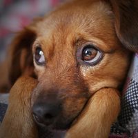 ¿Cómo cuidar tus animales en las fiestas? Consejos del veterinario móvil