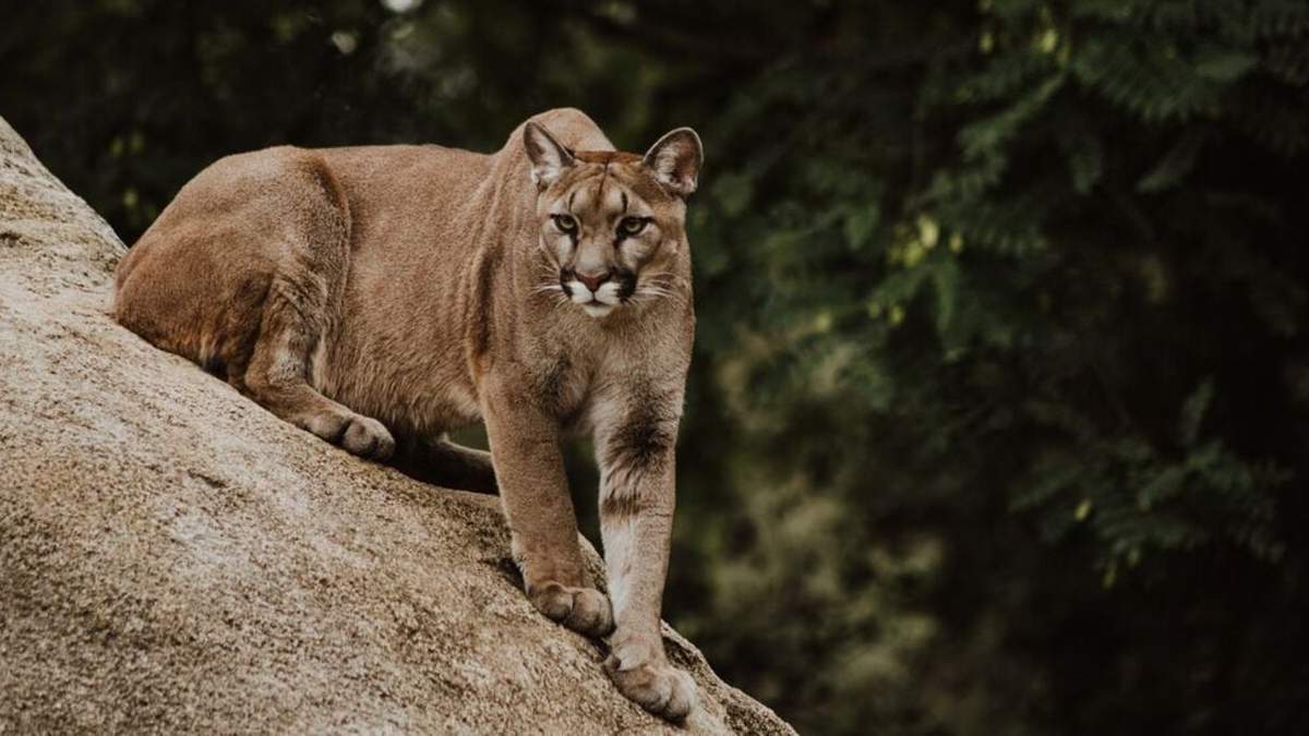 Puma de gran porte. Fuente: (Twitter)
