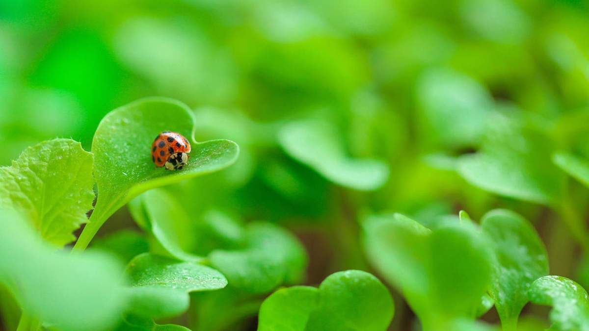 Plantas. Fuente: (X)