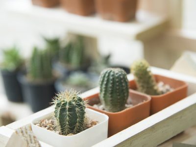No solo son decorativos: 4 usos increíbles de los cactus que no conocías