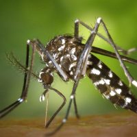 El Conicet afirma que los casos de dengue aumentaron un 2500%