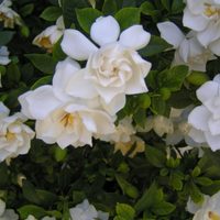 La forma sencilla de reproducir y enraizar cualquier jazmín trepador y así tener muchas más plantas