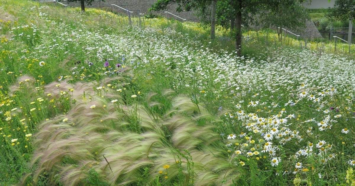 Plantas. Fuente: (En el jardín)