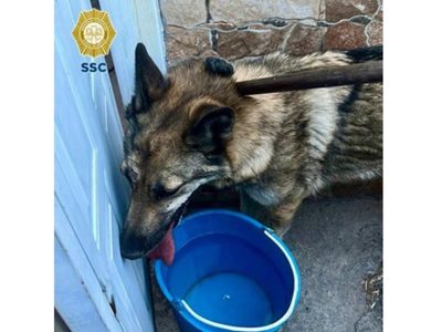 Lobo rescatado en la alcaldía GAM es un "perro lobo hembra checoslovaco"; la darán en adopción