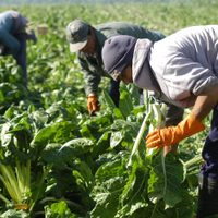 Estos son los principales beneficios que lanza el Gobierno para los trabajadores rurales