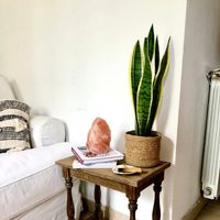 Si tu planta de Sansevieria tiene los bordes amarillos, no te asustes: mirá cómo podés mantenerla saludable