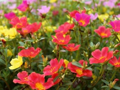 La planta que explota de flores con los colores más llamativos: es perfecta para cuando llegue la primavera