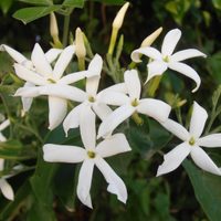 La planta que florece por mucho tiempo y deja un exquisito aroma a limón: mirá cómo cultivarla