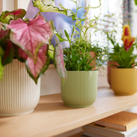 Con solo sorbetes y sin gastar fortuna: mirá esta maceta única y low cost para tu jardín