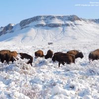 En las planicies de Coahuila, la manada de bisontes que no se había visto en 100 años