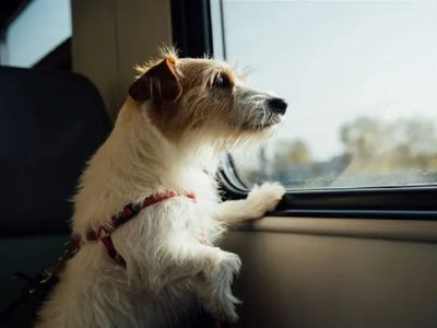 Mascotas en trenes y micros de larga distancia: qué exige la nueva autorización del Gobierno