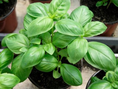 La forma correcta de ir cortando la albahaca para consumir y que te dure muchos años la planta sin secarse