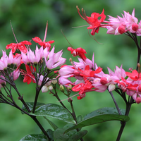 La planta trepadora que llena de color tu jardín y que es muy fácil de propagar y mantener