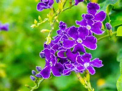 Basta de jardines tristes en invierno: la planta fácil de cuidar con flores hermosas que podés cultivar en suelo o maceta