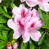Las plantas que desafían la ola de calor, son fáciles de cuidar y perfectas para embellecer tu jardín