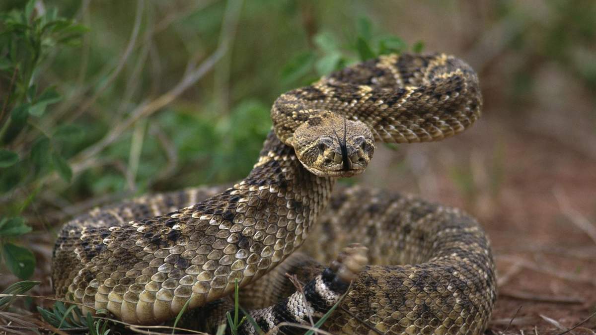Serpiente. Fuente: (Twitter)